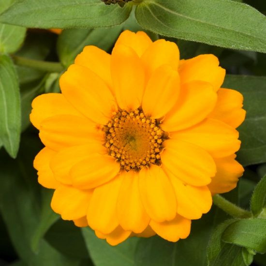  Zinnia Profusion Double Golden,Zinnia Profusion Series, Zinnia Elegans 'Profusion, Zinnia angustifolia 'Profusion', Zinnia x hybrida 'Profusion', Drought tolerant plants, heat tolerant plants, Humidity tolerant plants, Low maintenance plants